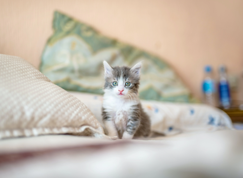 A kitten seated on a bed